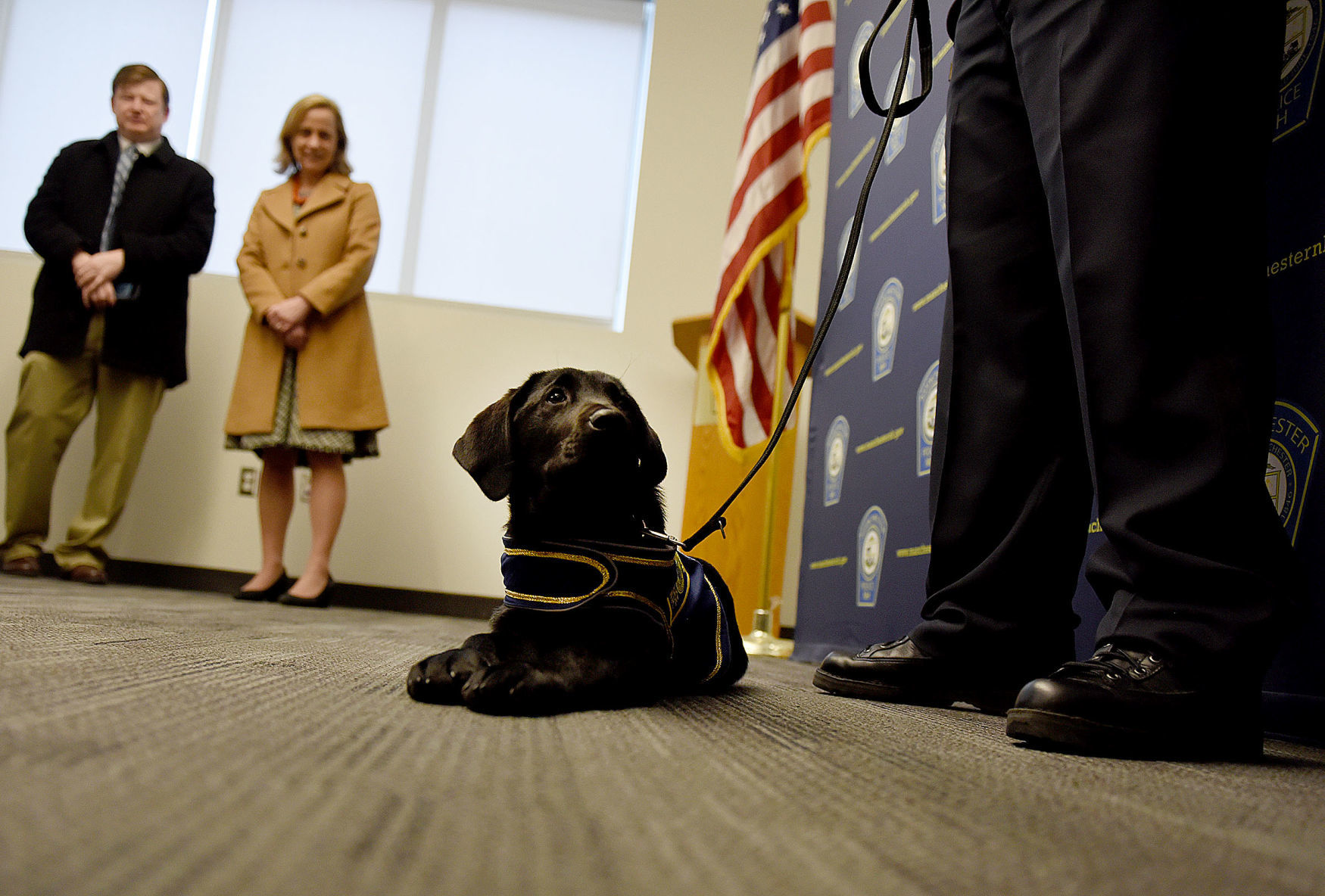 Scene Setter -- Comfort dog